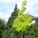 Robinia pseudoacacia 'Frisia'